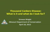 Thousand Cankers Disease: What is it and what do I look for? · 2013. 4. 23. · Thousand Cankers Disease (TCD) •Lethal disease of black walnut •Combined effects of the walnut