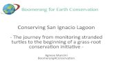 Conserving*San*Ignacio*Lagoon* · Conserving*San*Ignacio*Lagoon* * 0*The*journey*from*monitoring*stranded* turtles*to*the*beginning*of*agrass0root conservaon*ini
