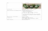 romypap.files.wordpress.com · Web viewP1. Cactus Location Outdoor Area #101– plant decoration. Description & Dimensions Assorted succulents-I/N : 3802399-Drought tolerant-Very