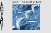 DNA: The Stuff of LifeThe Hershey-Chase Experiment • The Hershey-Chase Experiment –Alfred Hershey and Martha Chase studied viruses—nonliving particles smaller than a cell that