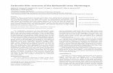 Carbonate filler resources of the Bjelopavlići area, Montenegro...D.M. BOŽOVIĆ et al.: CARBONATE FILLER RESOURCES Hem. ind. 70 (5) 493–500 (2016) 495 Determination of whiteness