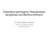 Clostridium perfringens, Pseudomonas aeruginosa, and Bacillus … · 2021. 1. 20. · •Pseudomonas aeruginosa is a Gram-negative, aerobic bacillus that metabolizes a wide range
