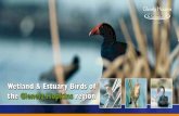 Wetland & Estuary Birds of the Glenelg Hopkins region … · Wetland and estuary birds rely on existing wetlands and estuaries for survival. The quality of these habitats is often