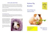 Guinea Pig ooklet - Assisi Animal SanctuaryGUINEA PIG EHAVIOUR HEALTH ARE Guinea pigs communicate through body language, and sounds. They have a wide range of different squeaks, rumbles,