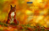 in pursuit of the Red squirrel - Nature Picture Library Tail.pdfRed squirrel B etween 1903 and 1946, the Highland Squirrel Club reportedly killed no fewer than 103,000 red squirrels.