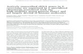 Actively transcribed rRNA genes in S. cerevisiae are organized in a …genesdev.cshlp.org/content/22/9/1190.full.pdf · 2008. 4. 22. · Actively transcribed rRNA genes in S. cerevisiae