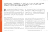 Proteolytic fragments of laminin promote excitotoxic …lab.rockefeller.edu/strickland/assets/file/Chen_2008_jcb.pdf · 2019. 9. 18. · 2019. 9. 18. · KA, indicating that both