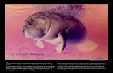The Florida Manatee · 2020. 1. 30. · The adult manatee weighs around 1,000 pounds and is about 10 feet long. At birth, a calf weighs about 60-80 pounds. The manatee is a The Florida