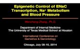 Epigenetic Control of ENaC Transcription , Na Metabolism and … · 2017. 2. 2. · NR Nucleus HRE NR αααα SGK1 ENaC ... 9.5 and 10.5 days post coitum. • Involved in cell cycle