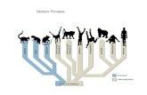 Modern Primates - New Mexico State Universitylithornis.nmsu.edu/~phoude/human evolution_GoH.pdf · 2016. 1. 22. · Miocene Africa inferred habitual bipedality some with reduced canines