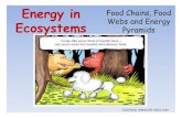 Energy in Food Chains, Food Webs and Energy Ecosystems ... · Food Chains, Food Webs and Energy Pyramids Courtesy: . Producers (Autotrophs) •Photosynthetic organisms –Capture