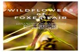 WILDFLOWERS of FOXES LAIR...WILDFLOWERS of FOXES LAIR 01 2017 10.00 Volume 02 Season Price No. A guide to the wildflowers and trees in the arboretum of Foxes Lair, Narrogin, Western