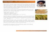 Surjeet Basmati 1: High Yielding and Salt Tolerant Paddy Variety A …pranabmukherjee.nic.in/pdf/Pr030317.pdf · 2017. 4. 19. · Girish Badragond Karnataka Low cost borewell Scanners