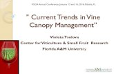 Current Trends in Vine Canopy Managementâ€‌ Trends in Vine canopy...آ  2016. 2. 16.آ  Vine canopy The