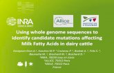 Using whole genome sequences to identify candidate mutations affecting Milk … · 2021. 1. 14. · Using whole genome sequences to identify candidate mutations affecting Milk Fatty
