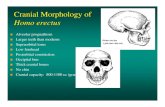 Cranial Morphology of Homo erectus - Knox College lecture.pdfHomo erectus/ergaster Leakey team, 1974 East Lake Turkana, Kenya Age: 1.7 million years Partial female skeleton displays