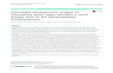 Chloroplast phylogenomic analysis of chlorophyte green algae ......nas reinhardtii [29], Volvox carteri f. nagariensis [30], Chlamydomonas moewusii [5], Dunaliella salina [31] and