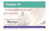 Osmoregulation and Excretion€L10 課程大綱】Ch44-pre.pdfExcretion. of salt ions. from gills. Gain of water and. salt ions from food. Osmotic water. loss through gills. and other
