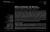 SIRT1 Activation by Natural Phytochemicals: An Overviewaccurateclinic.com/wp-content/uploads/2020/10/SIRT...and plants including resveratrol, ﬁsetin, quercetin, and curcumin. We