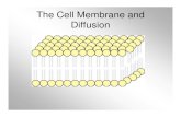 The Cell Membrane and Diffusion - Quia · Diffusion and Osmosis • Both diffusion and osmosis stop once both sides have reached equilibrium, or have the same concentration. • Note