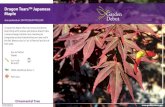 Dragon Tears™ Japanese Maple - Garden DebutDragon Tears™ Japanese Maple Acer palmatum 'JN4 PP22249' PP22249 A Japanese Maple that has strong horizontal branching with unique, pendulous