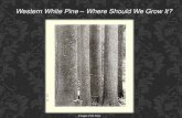 Western White Pine Where Should We Grow It?...WESTERN WHITE PINE BREEDING PROGRAM A disease resulting from a drought from 1916 to 1940 that caused serious mortality to western white