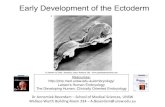 Early Development of the Ectoderm - Embryology...Lecture overview Early Development of the Ectoderm Gastrulation and Embryonic Folding Neurulation Early Development of the Nervous
