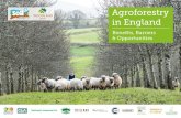 Agroforestry in England - Woodland Trust...3 2. Benefits of agroforestry Growth and innovation in agroforestry offers potential to improve farmland productivity, resilience and diversity,