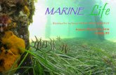 MARINEMARINE Life - Tas Uni Dive ClubPage 4 just fish but also turtles, sharks, rays, crayfish, corals, seaweed, urchins and prawns,” Dr Pecl said. “Redmap started in 2009 as a