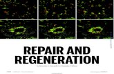 Downloaded from - Sciencescience.sciencemag.org/content/sci/356/6342/1020.full.pdf1020 9 JUNE 2017 • VOL 356 ISSUE 6342 sciencemag.org SCIENCEREPAIR AND REGENERATION By Beverly A.