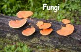 Fungi · 2017. 3. 30. · Fungi Cell Structure Fungal cells have a cell wall made of chitin (remember that plant cell walls are made of cellulose). Fungal Structure Multicellular
