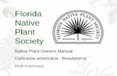 Florida Native Plant SocietyCallicarpa americana, a perennial deciduous shrub, to small tree, is *vouchered in all sixty- seven counties in Florida. • Beautyberry prefers well-drained