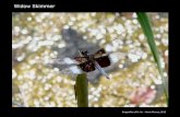 Widow Skimmer Documents/KevinPDF/pdf/identify...I’ve seen dozens in just one morning. Often found in meadows Summer species Manassas bird count, females in the meadows If you look