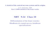 MIT 9.14 Class 10dspace.mit.edu/bitstream/handle/1721.1/97100/9-14...• 25 cranial nerves are listed. But some are found only in certain groups of vertebrates. (See Butler & Hodos,