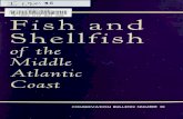 Fish and Shellfish of the Middle Atlantic Coast...Middle Atlantic ECONOMICS BalanceofUnitedStates Totalnumberoffisher- men: 125,000 Totalannualyield: 4,000,000,000pounds 22,000fishermen