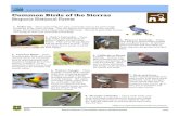 Common Birds of the Sierras · Common Birds of the Sierras Sequoia National Forest 1. Stellar Jay –These noisy birds are quite commonly seen in the mid to high elevations in the