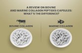 A Review on Bovine and Marine Collagen Peptides Capsules: What’s the Difference?