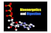 Bioenergetics and Digestion - Bio Resource Site · 2009. 7. 29. · Process of Digestion in Man 3. ... – The four main stages of food processing are ingestion, digestion, absorption,