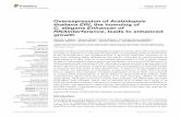 Overexpressionof Arabidopsis C.elegansEnhancerof … · 2017. 4. 13. · sand in 96-well-trays (QuickPot QP 96T, HerkuPlast Kubern GmbH, Ering, Germany). After 2 days of stratification
