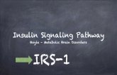 Insulin Signaling Pathway-part1pages.ucsd.edu/~mboyle//COGS163/pdf-files/05-COGS163... · 2020. 4. 18. · Insulin Signaling Pathway. Boyle – Metabolic Brain Disorders. IRS-1. Akt