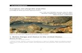 European Eel (Anguilla anguilla - FWS...While there is some understanding of the eel’s continental life history, relatively little is known about its marine phase. The migrations