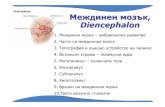 Междинен мозък , Diencephalonnikolai.lazarov.pro/.../04_Diencephalon_BG.pdfDiencephalon 1. Междинен мозък –ембрионално развитие 2. Части
