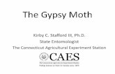 The Gypsy Moth - Connecticut...gypsy moth larvae were clinging to the sides of trees. • The cause of the death of larvae was determined to be Entomophaga maimaiga, a fungus. •