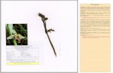 Diagnosis Holotypus Sarakiniko · 2018. 12. 19. · Ophrys leptomera P. D ELFORGE Diagnosis:Ab Ophride cornuta differt habitu elatiore, inflorescentia valde laxiore, floribus majoribus,