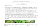 Guidelines for Identification of Races of Lettuce Downy ... · Pathogen: Bremia lactucae Background: Lettuce downy mildew is the most important foliar pathogen of lettuce worldwide.