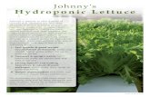 Johnny's Hydroponic Lettuce...Green Oakleaf DM: EU 16–31, 34, 36, US 5–9. Lush, voluminous heads with high uniformity, leaf count, and gloss. 4191JP Salanova® Hydroponic Red Oakleaf