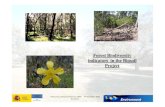 Forest Biodiversity indicators in the Biosoil Project · 2016. 4. 19. · Forest Biodiversity . indicators in the Biosoil . Project. MINISTERIO. DE CIENCIA . Y TECNOLOGÍA. INSTITUTO