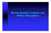 Brown-headed Cowbirds and Willow Flycatchers · 2013. 1. 18. · flycatchers are site-specific and temporal. Cowbird management recommendations must also be site-specific and should