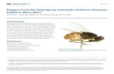 Pepper Fruit Fly Atherigona orientalis (Schiner) (Insecta: Diptera: Muscidae)edis.ifas.ufl.edu/pdffiles/IN/IN94800.pdf · 2019. 5. 13. · DE, Goff ML, and Stark JD. 2006. Response