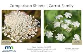 Comparison Sheets : Carrot Family...Comparison Sheets : Carrot Family Dave Hanson, MnDOT Roadside Vegetation Management Unit David.L.Hanson@state.mn.us Caraway Carum carvi 2016-6-16